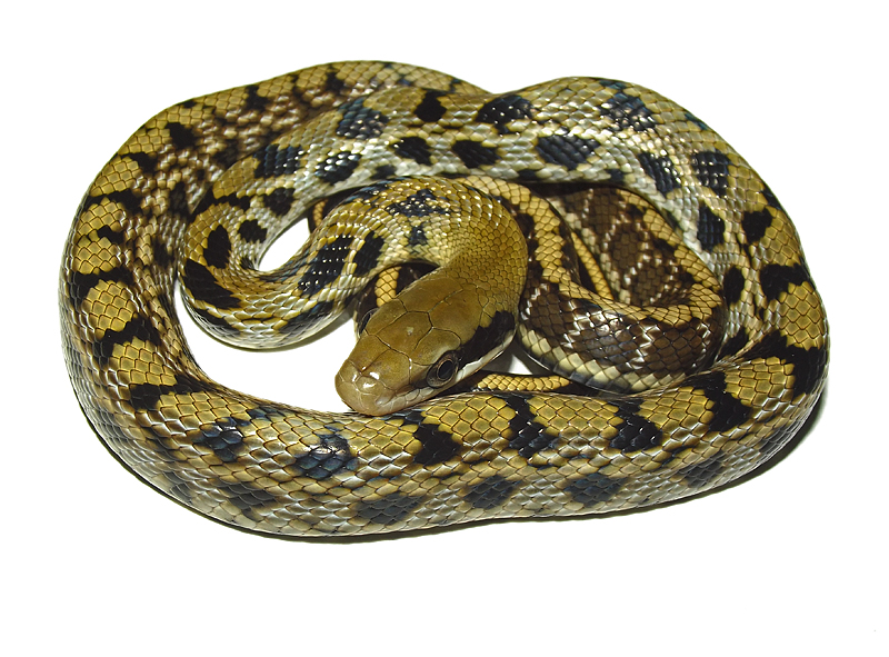 taiwan beauty snake