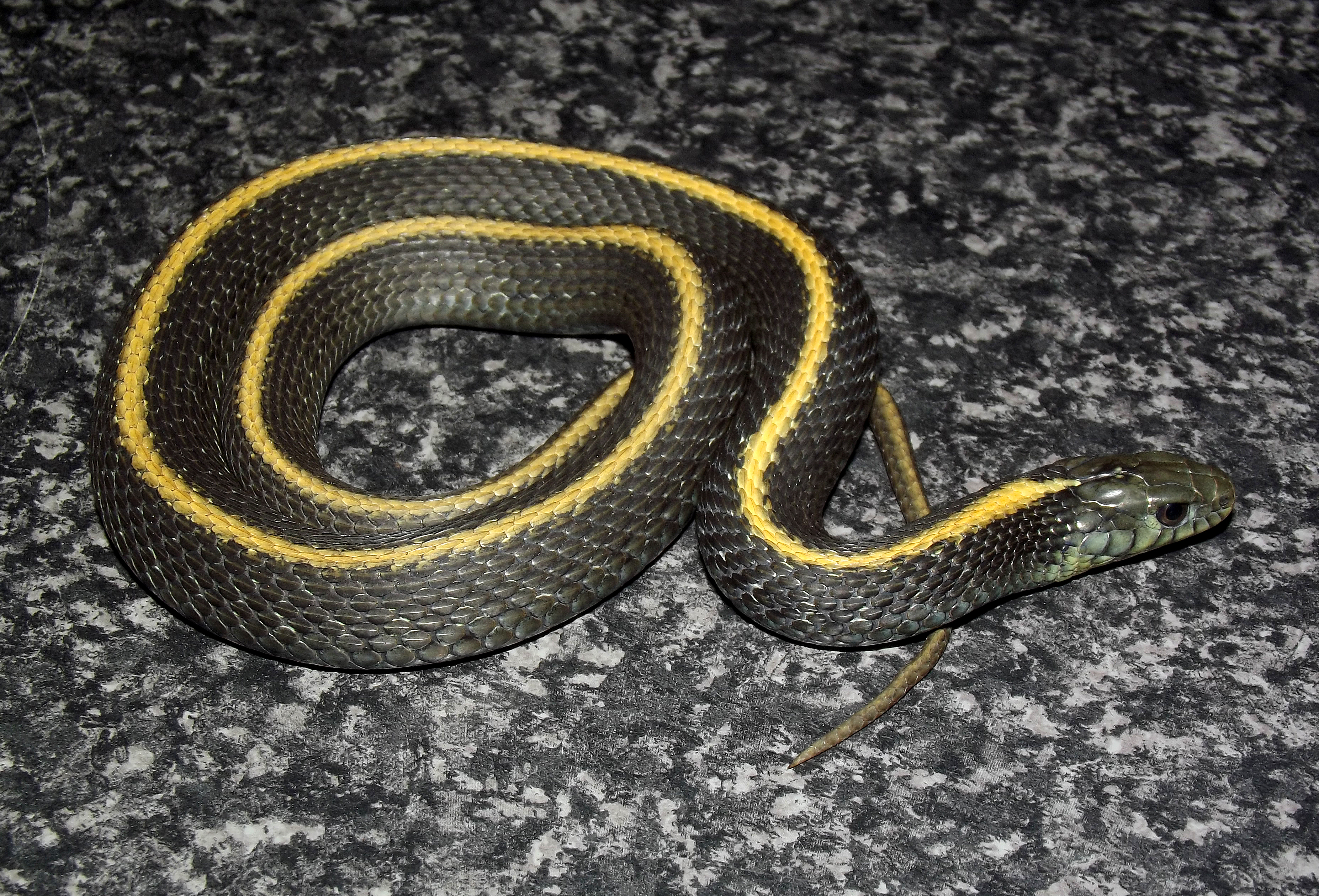 thamnophis atratus 4