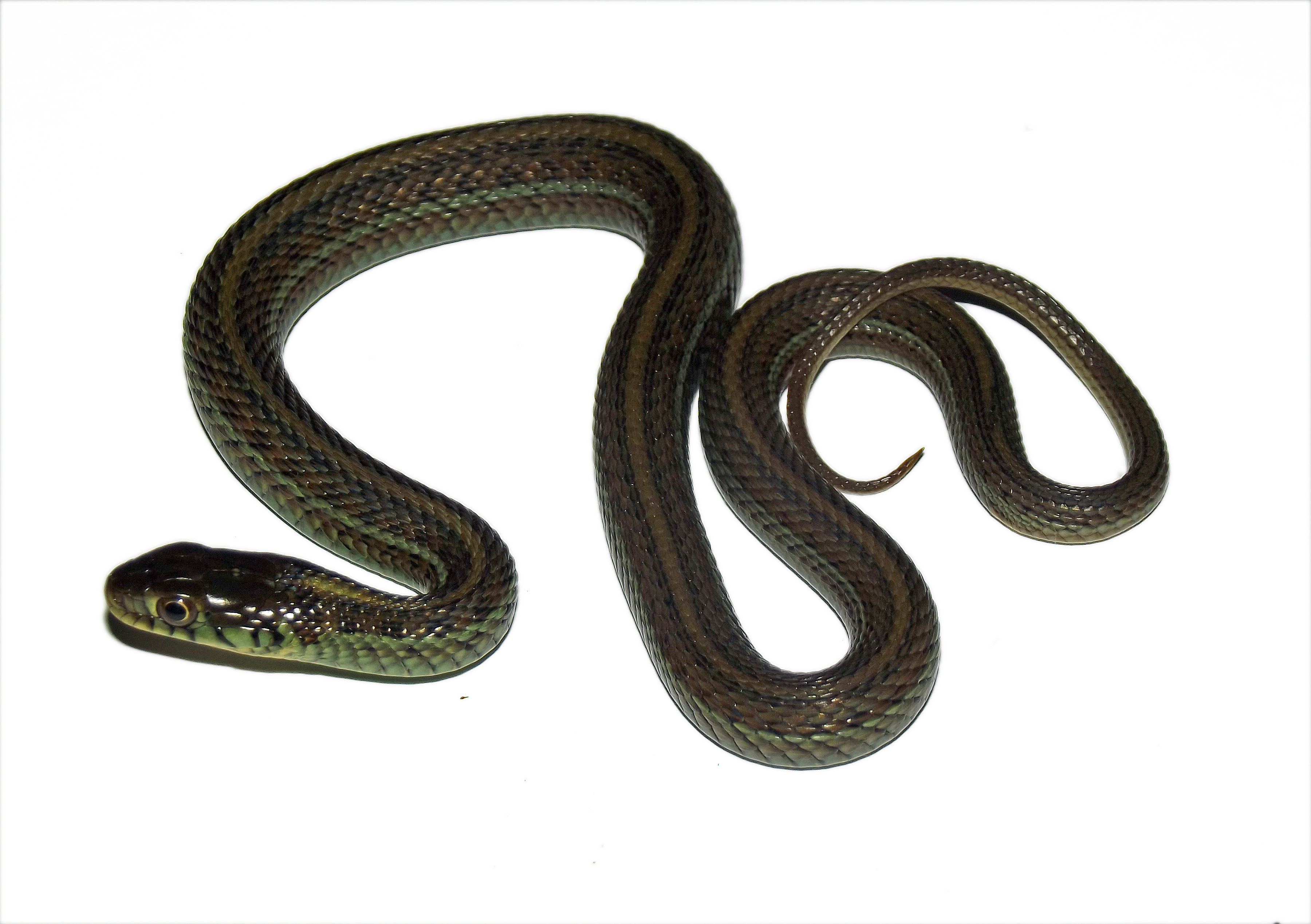 thamnophis eques obscurus 1
